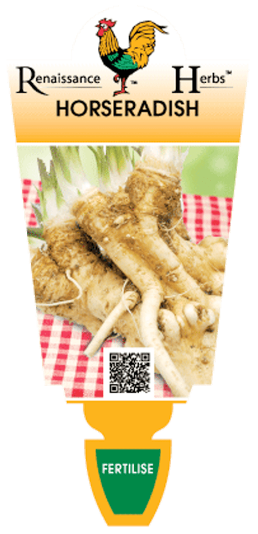 Horseradish 5" Pot