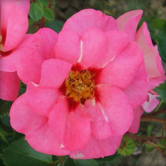 A vibrant pink Rose 'Candy Eyes' Bush Form 8" Pot, in bloom with visible stamens.