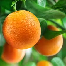 Citrus Orange Tree 'Washington Navel' 13" Pot growing on a tree, close-up view.
