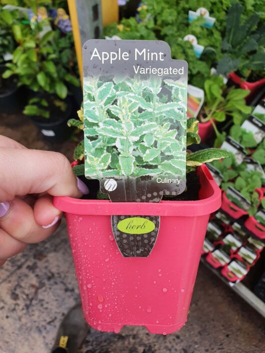 Hand holding a pink Mint 'Apple Variegated' 4" pot labeled as "culinary," with a focus on the descriptive tag.