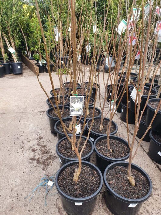 Magnolia 'Yulan' 13" Pot trees arranged in rows at a nursery, with labels and soil visible.
