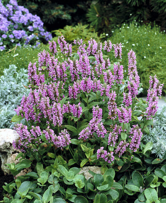 Nepeta 'Pink Cat' @ Hello Hello Plants