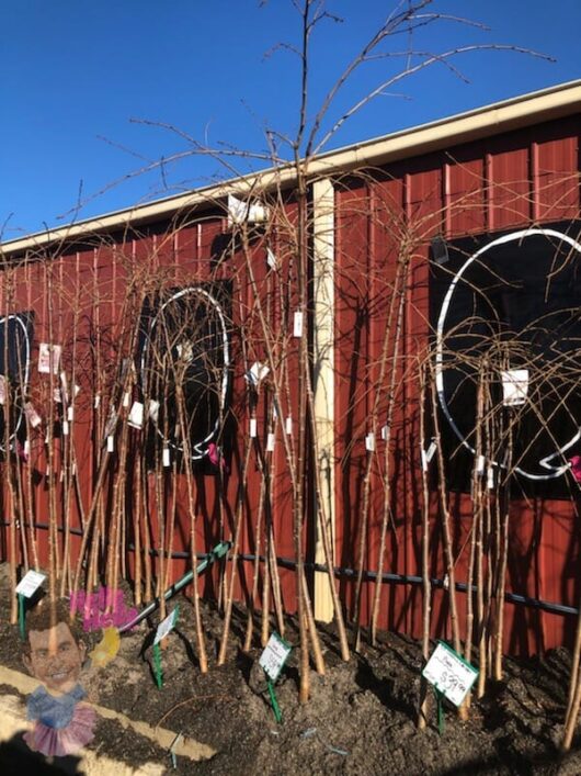Weeping Cherry Cheals 6ft Bare Rooted @ Hello Hello Plants