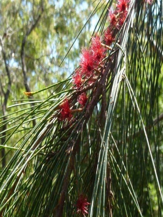 Allocasuarina 'Black She-Oak' 16" Pot