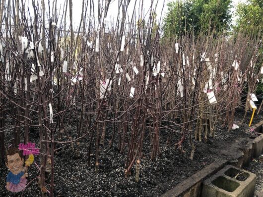 Apple Tree 3ft Bare Rooted @ Hello Hello Plants