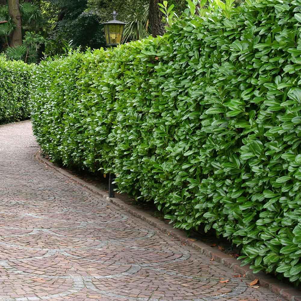 Prunus 'Cherry Laurel' 12" Pot  Hello Hello Plants & Garden Supplies