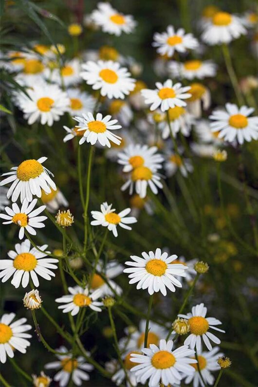 Lawn Chamomile @ Hello Hello Plants