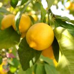 Lemon Tree Eureka @ Hello Hello Plants