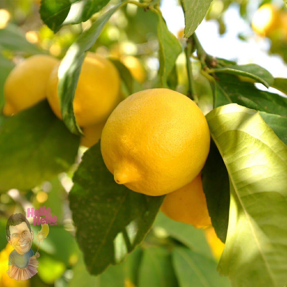 Lemon tree - zoomretirement