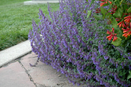 Catmint Six Hills Giant @ Hello Hello Plants