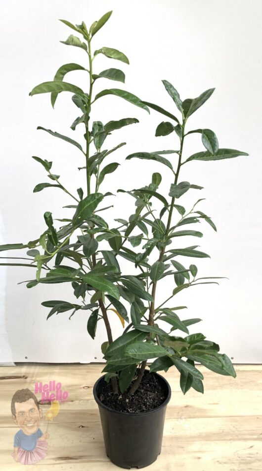 Prunus 'Cherry Laurel' 10" Pot