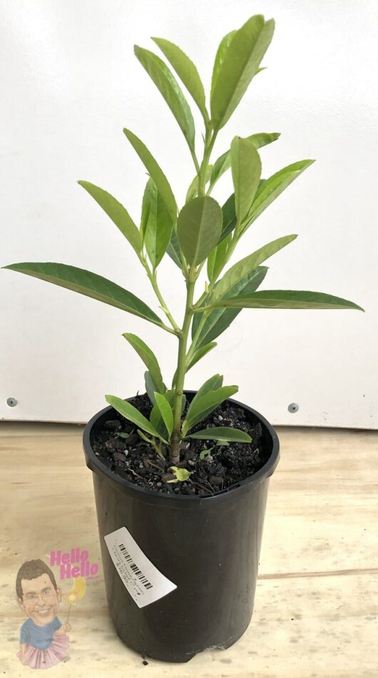 Prunus 'Cherry Laurel' 6" Pot