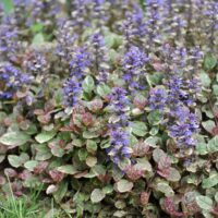 Ajuga 'Burgundy Glow' displays variegated green, maroon, and creamy leaves with purple flower spikes, making it a vibrant ground cover beside grass.