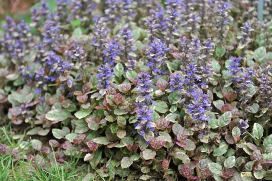 Ajuga 'Bronze Beauty' 6" Pot Growers Flash Sale!