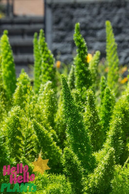 Asparagus 'Foxtail Fern'