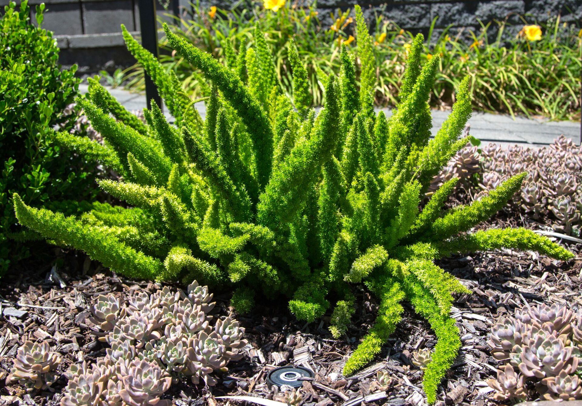 Care Guide for the Asparagus Fern — The Green Mad House