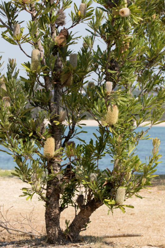 Banksia 'Old Man/Saw Tooth'