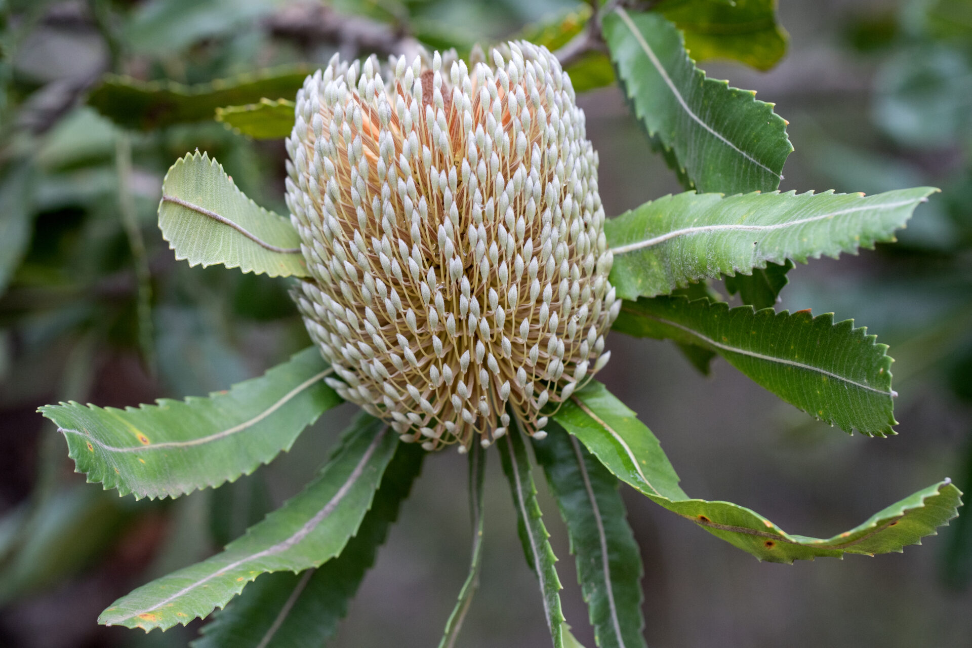 Banksia 'Old Man/Saw Tooth' 6" Pot Hello Hello Plants