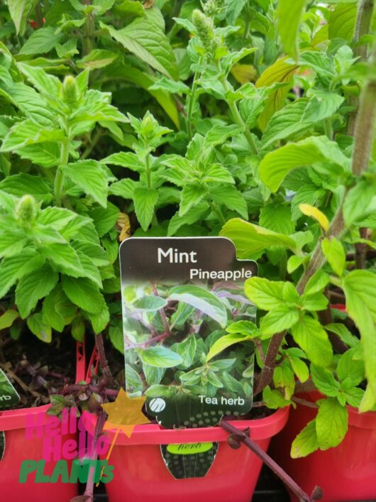Mint 'Pineapple' 4" Pot