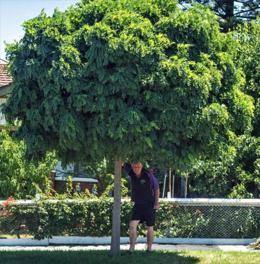 Robinia 'Mop Top' 100L