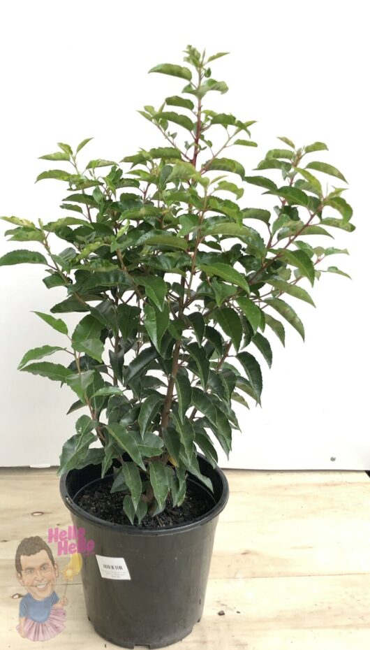 Prunus 'Portuguese Laurel' 10" Pot