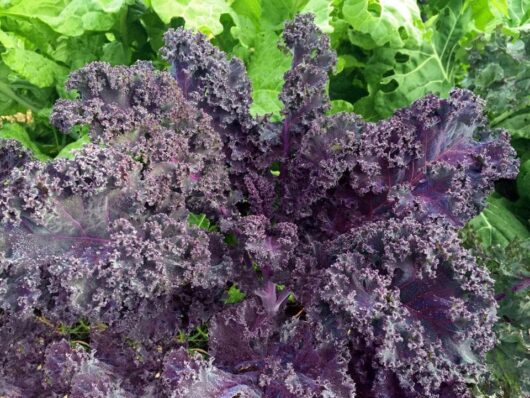 The Kale 'Red' 4" Pot, with its distinct ruffled leaves, thrives in garden pots and stands out among green foliage.