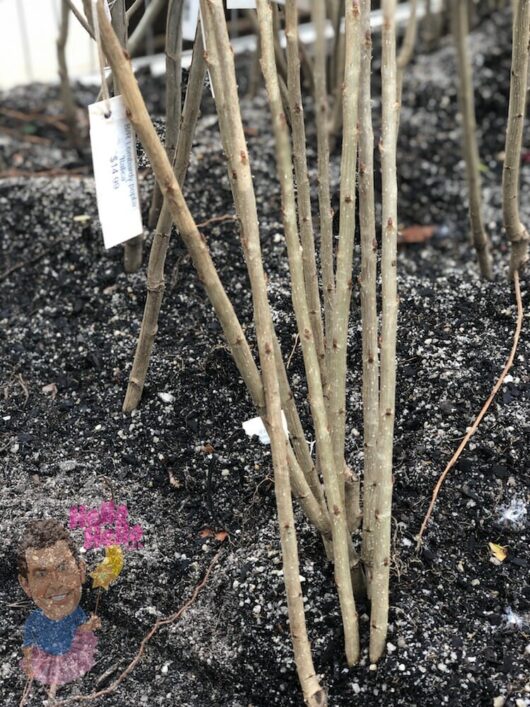 4ft Lombardy Poplar Bare Rooted @ Hello Hello Plants