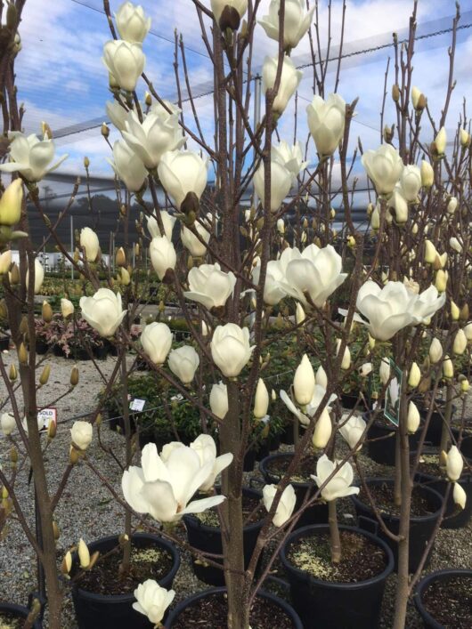 Magnolia 'Yulan' 13" Pot blossoms blooming on trees at a garden center under clear skies.