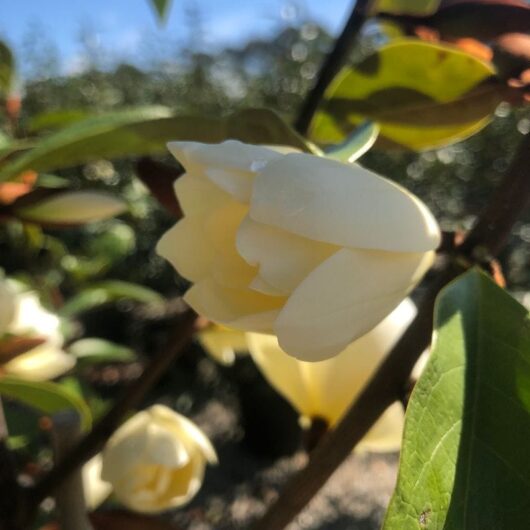 Close-up of a white Magnolia 'Cream Fairy' PBR 13" Pot flower partially blooming, with sunlight filtering through its petals, against a green leafy background.