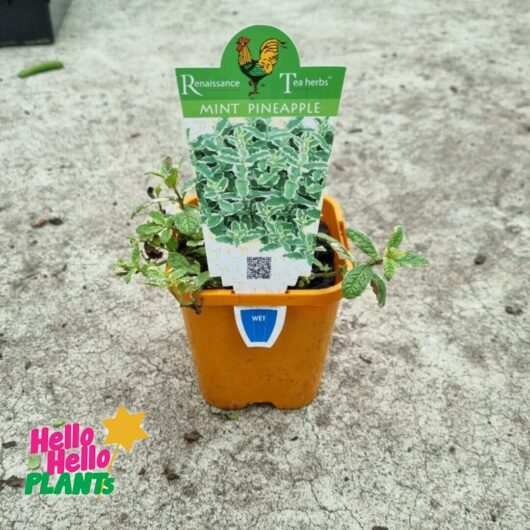 Mint 'Pineapple' 4" Pot