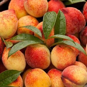 A close-up image of fresh, ripe peaches from the Prunus 'Peacherine' Fruit Tree (Bare Rooted) with dew drops and green leaves, densely packed in a container.