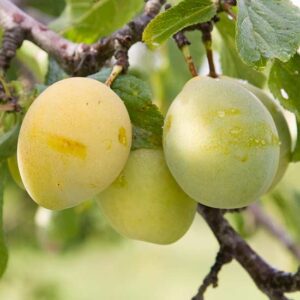 Coe's Golden Drop Plum @ Hello Hello Plants