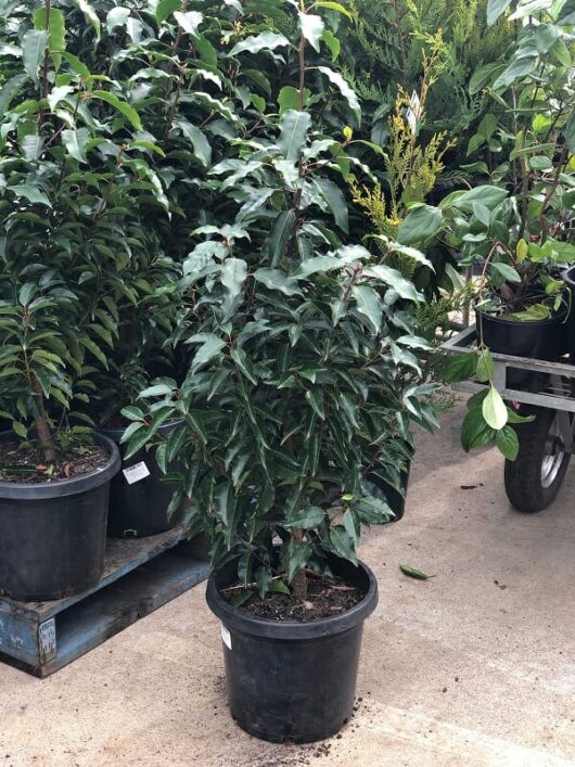 Prunus 'Portuguese Laurel' 12" Pot potted plant displayed for sale among other plants at a nursery.