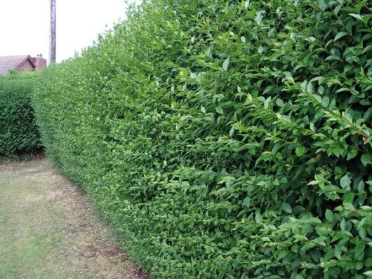 A neatly trimmed green Ligustrum 'European' Privet 6" Pot hedge alongside a garden path.