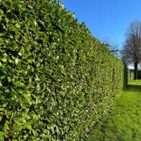 A neatly trimmed Prunus 'Cherry Laurel' 6" Pot hedge extends along a lawn under a clear blue sky, with leafless trees visible in the background.