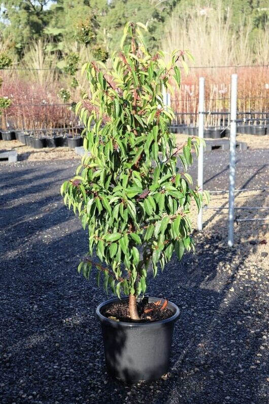 Young Prunus 'Portuguese Laurel' tree with vibrant green leaves in a 12" black plastic pot, situated in a nursery setting with sunlight.