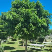Robinia Mop Top