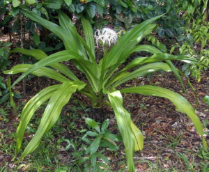 A lush green Crinum 'Swamp Lily' 8" Pot, with long leaves and a small, white flower cluster in the center, growing in a garden setting.