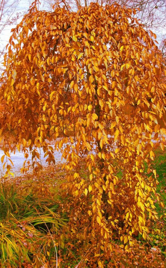 A Prunus 'Cheals' Weeping Cherry 1.8m (Bare Rooted) tree with golden yellow leaves in an autumn setting.