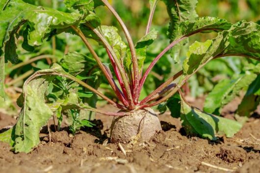 A 'Chioggia' beetroot plant with vibrant green leaves and a red stalk thrives in a garden patch of rich brown soil, highlighting the distinctive beauty of this variety.