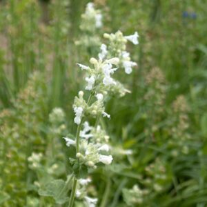 Catmint White @ Hello Hello Plants