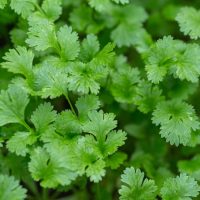 Coriander 4" Pot