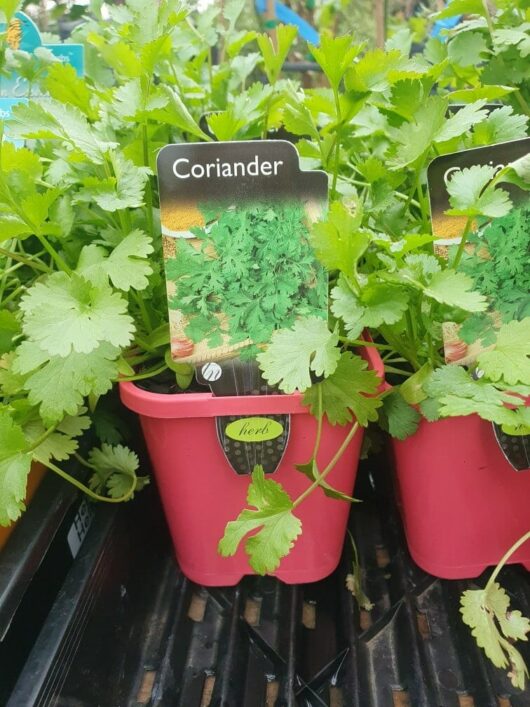 Coriander 4" pots thrive in vibrant pink containers, showcased gracefully on a sophisticated rack.
