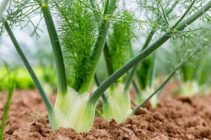 Fennel 'Green' 4" Pot