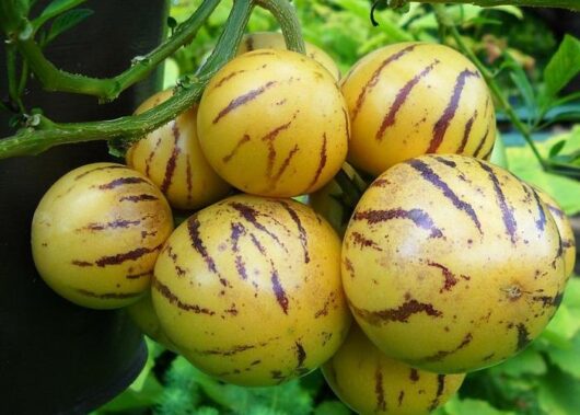 Solanum 'Pepino Gold' @ Hello Hello Plants