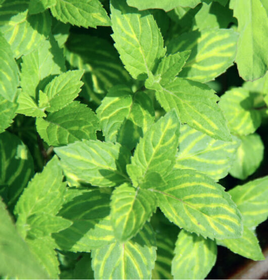 Verdant Mint 'Ginger' leaves with variegated patterns bask in sunlight, nurtured in a 4" pot.