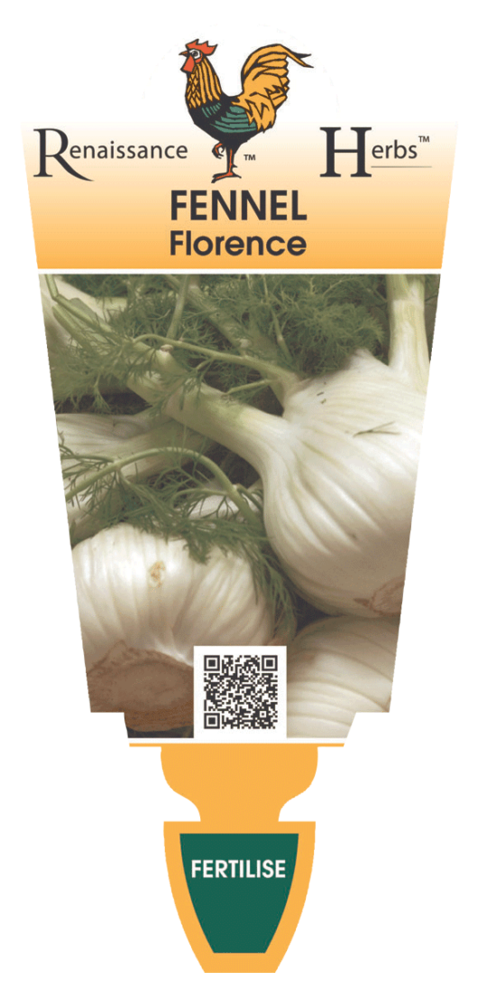 Fennel 'Green'