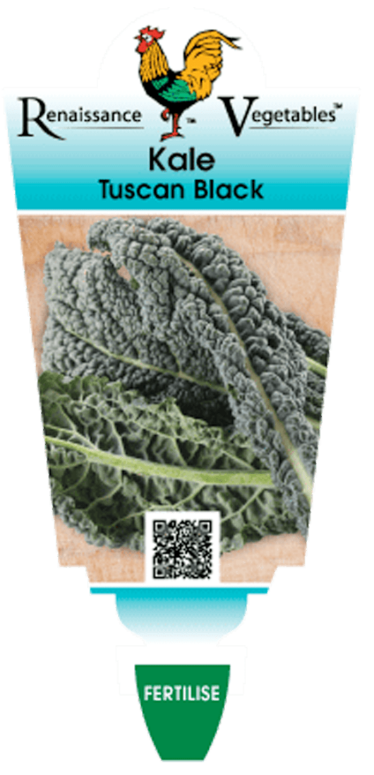 Kale 'Black'