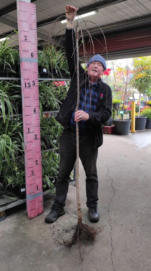 hello hello plants nursery prunus weeping cherry bare root 6ft tall 1.8m cherry blossom