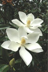 Two Magnolia 'Alta' 13" Pot flowers in bloom with green leaves in the background.